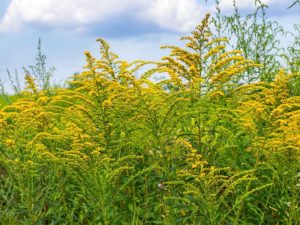 Prevenzione delle allergopatie da Ambrosia – anno 2024